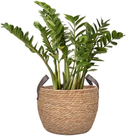 GIB Round Seagrass Storage Baskets Woven Wicker Planter Baskets for Decor - Image 3